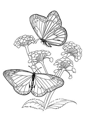 Ausmalbild Fliegende Schmetterlinge zum Ausdrucken